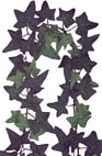 Asst. Ivy Garlands